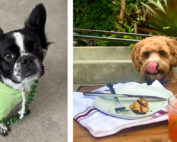 Dog friendly, heated, outdoor, rooftop-style patio in Union Square San Francisco photo of two dogs at brunch.
