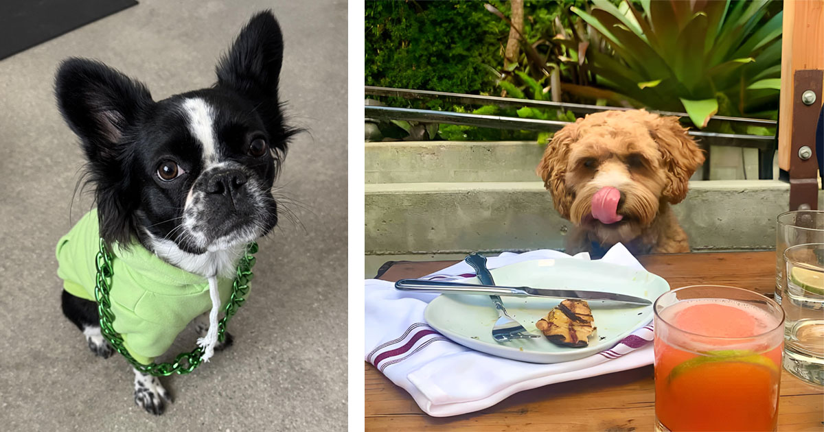 Dog friendly, heated, outdoor, rooftop-style patio in Union Square San Francisco photo of two dogs at brunch.